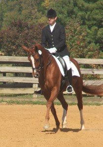 Leeandra warming up for the October 2009 Hanoverian Mare Performance Test