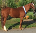 Leeandra, winning the October 2009 Hanoverian Mare Performance Test