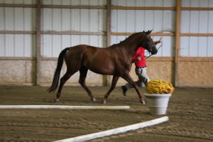 Dartmouth at the trot