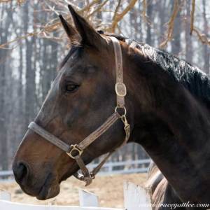 trevi-head Tribute to Trevi