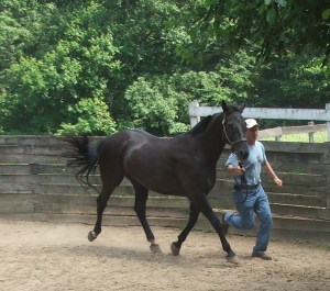 Weltmarlina at the trot